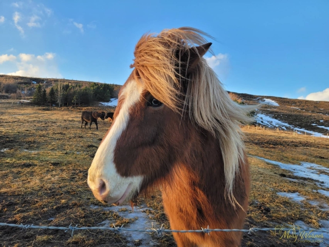Blue Eyed Icelandic Horse