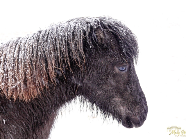 Icelandic Horse