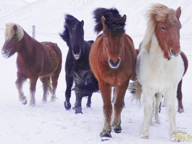 Icelandic Horses Snaefellsnes