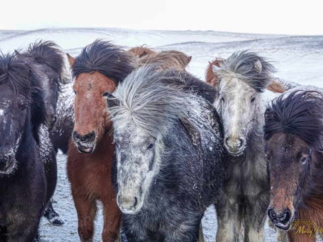 Snow Covered Icelandic Horses