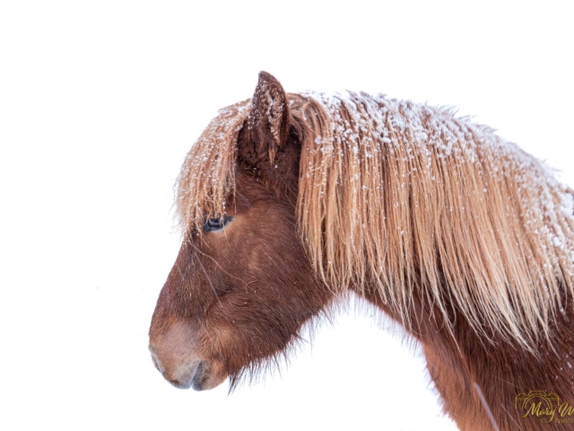 Icelandic Horse