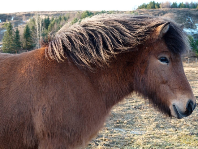 Icelandic Horses