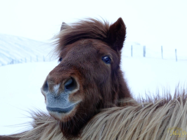 Icelandic Horses