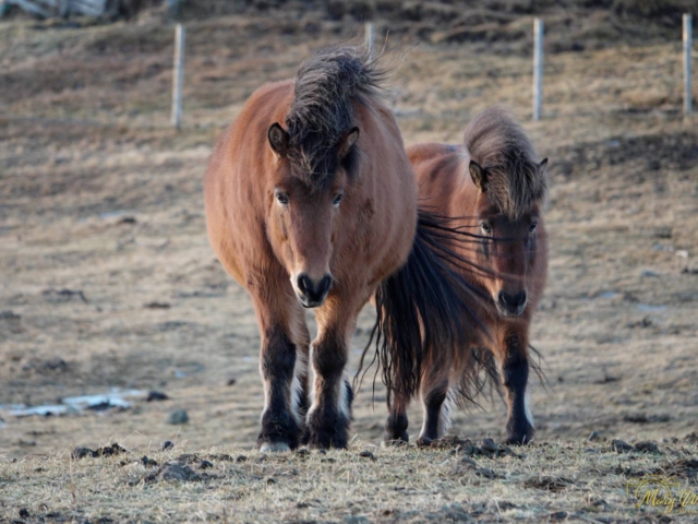 Icelandic Horses