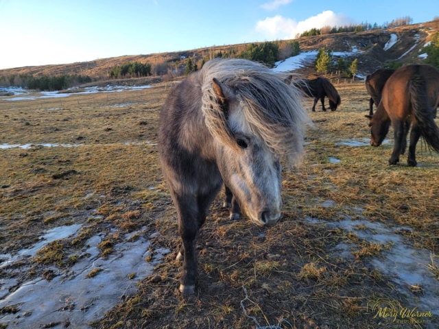 Icelandic Horses