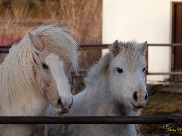 Icelandic Horses