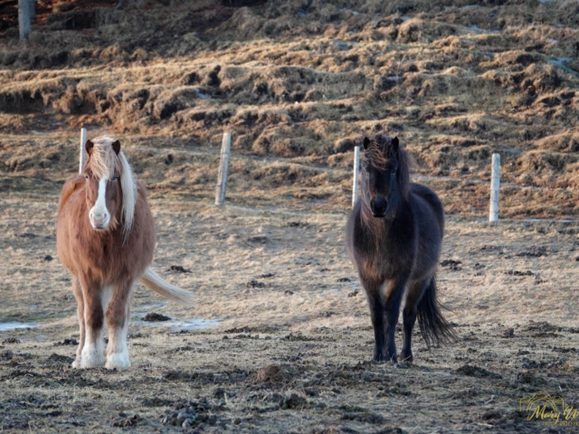 Icelandic Horses