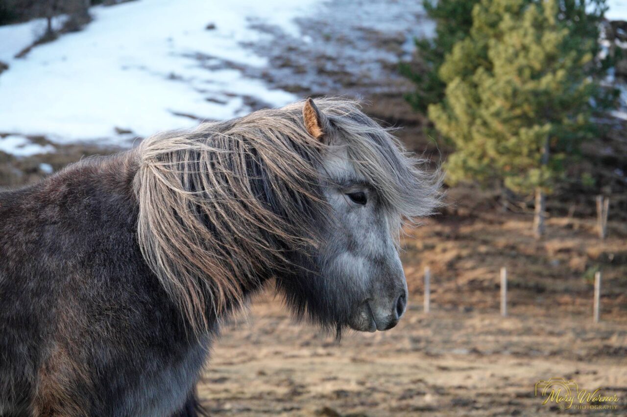 Icelandic Horse North Iceland