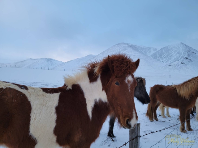 Icelandic Horses