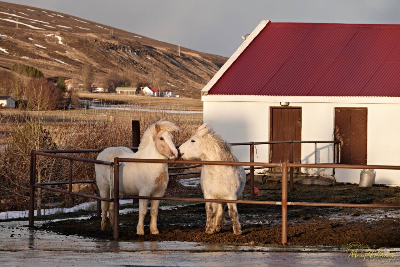 Icelandic Horses Laugar North Iceland