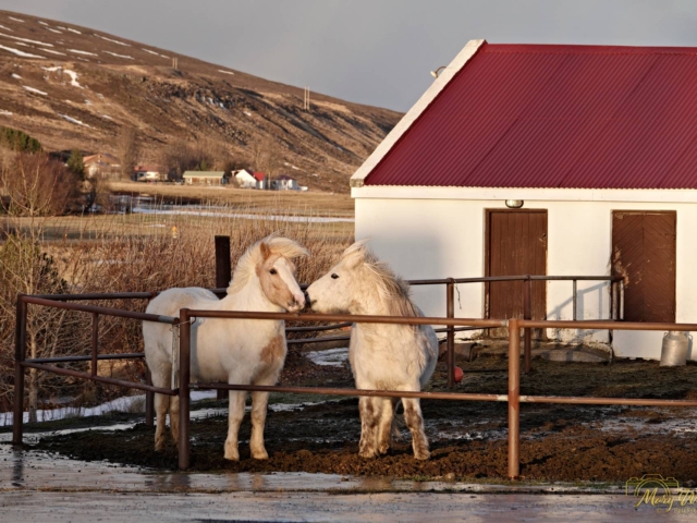 Icelandic Horses Laugar North Iceland