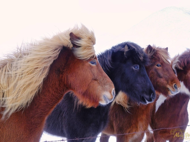 Icelandic Horses West Iceland