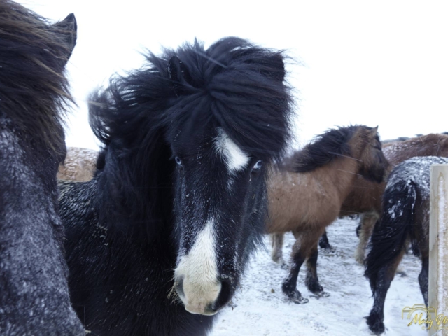 Icelandic Horses West Iceland