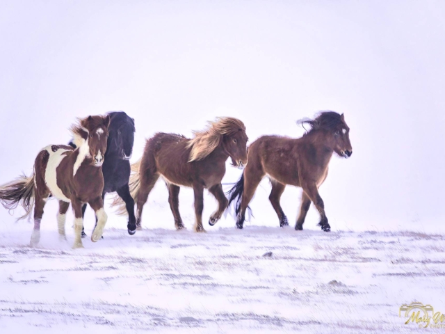 Icelandic Horses West Iceland