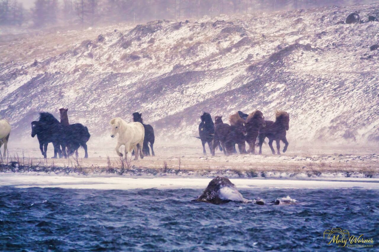 Icelandic Horses in Snow North Iceland