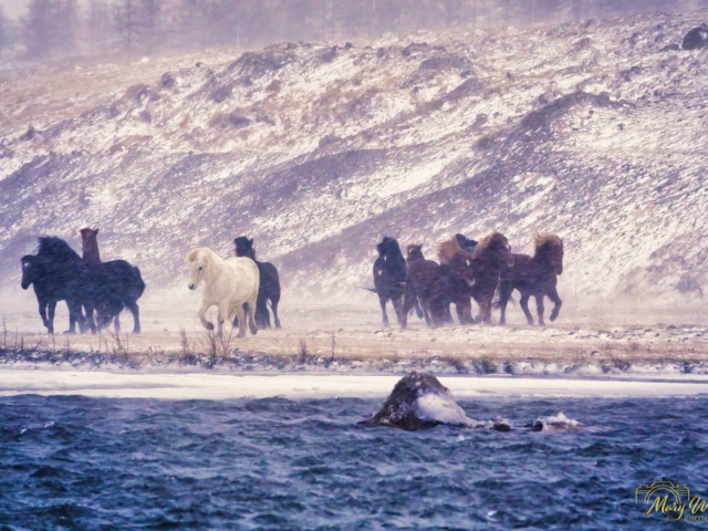 Icelandic Horses in Snow North Iceland