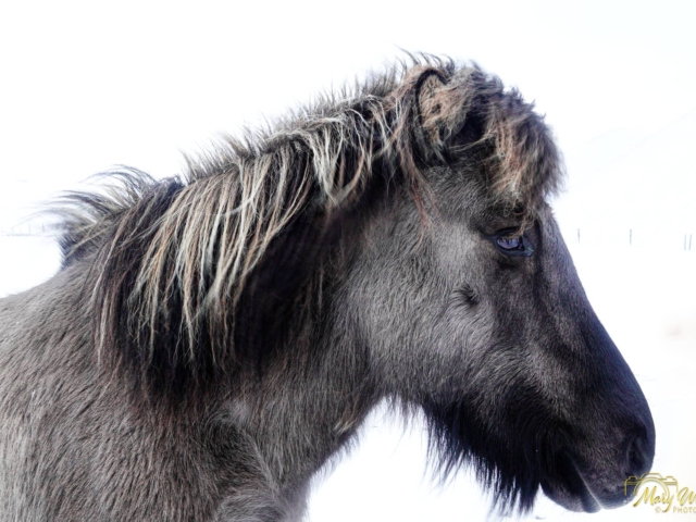 Icelandic HorsesWest Iceland