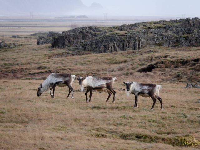 Reindeer East Iceland