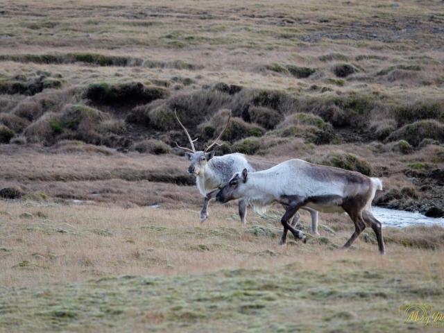 Reindeer East Iceland