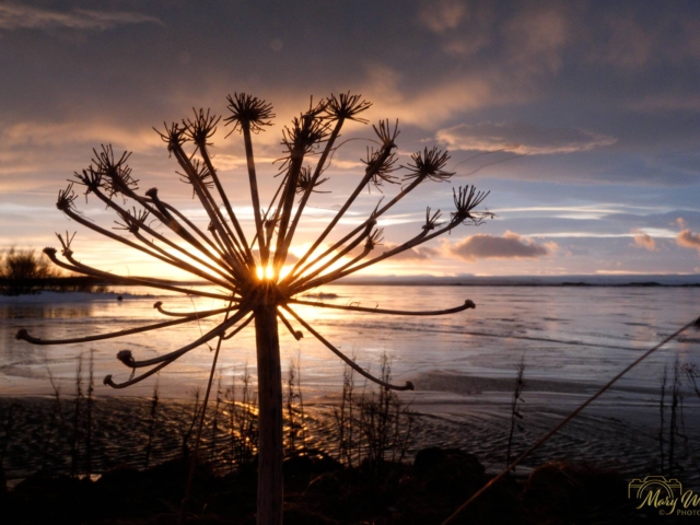 Sunset Lake Myvatn Iceland