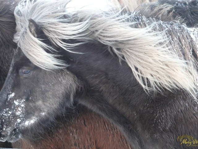 Windblown Icelandic Horse West Iceland