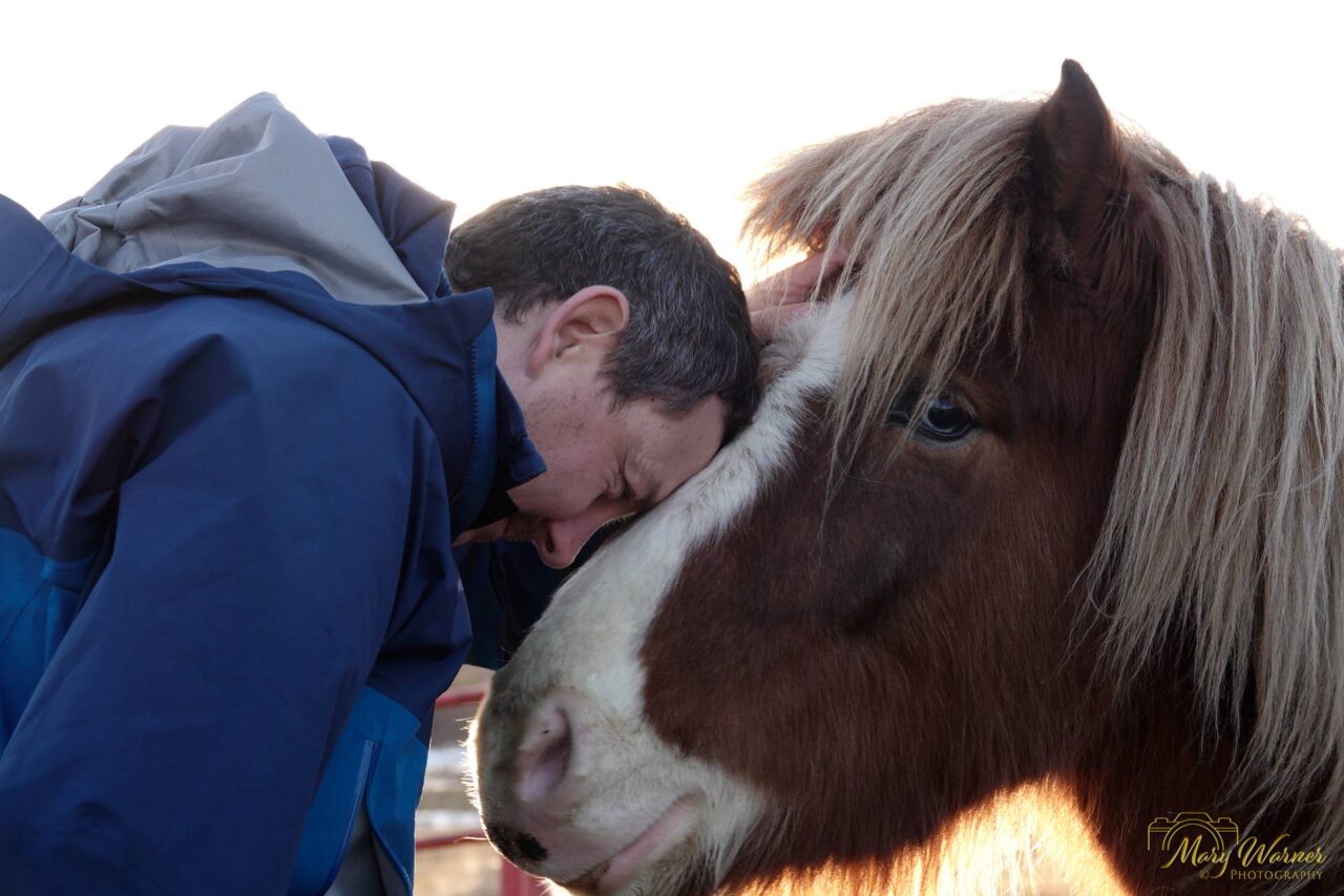 Lars Icelandic Horse